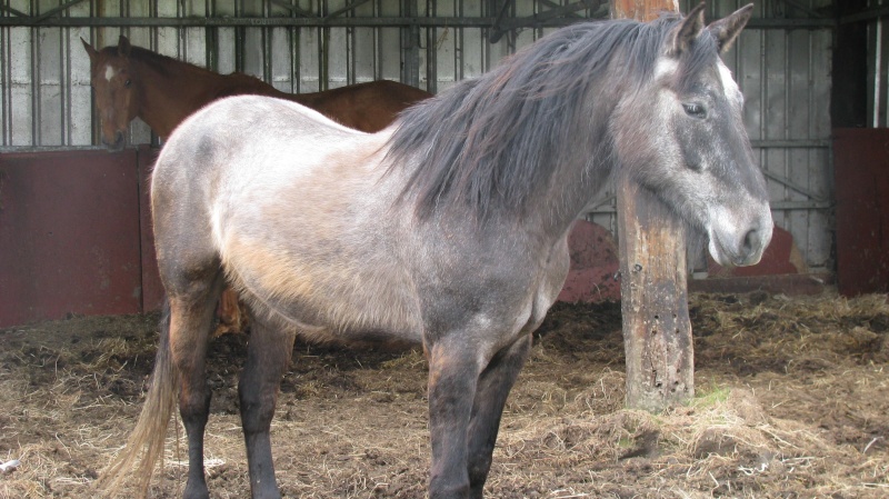 Ils sont encore à adopter ou à parrainer. 12_mai10