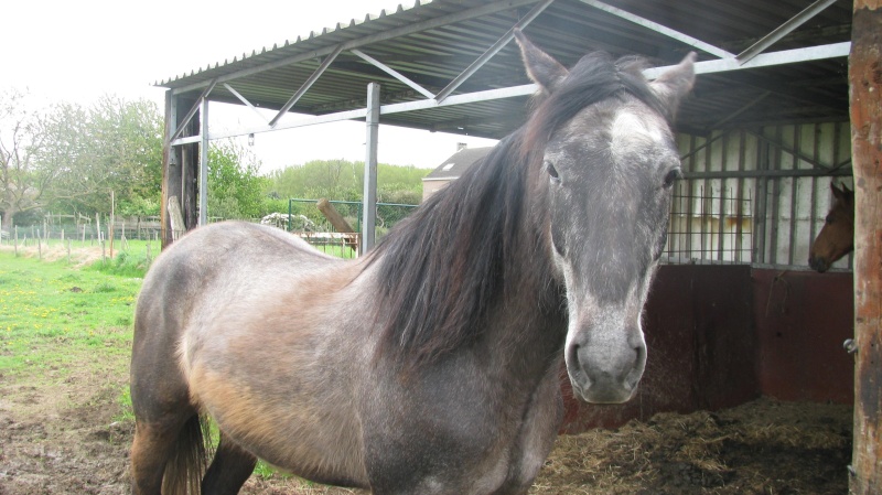 Ils sont encore à adopter ou à parrainer. 12_mai12