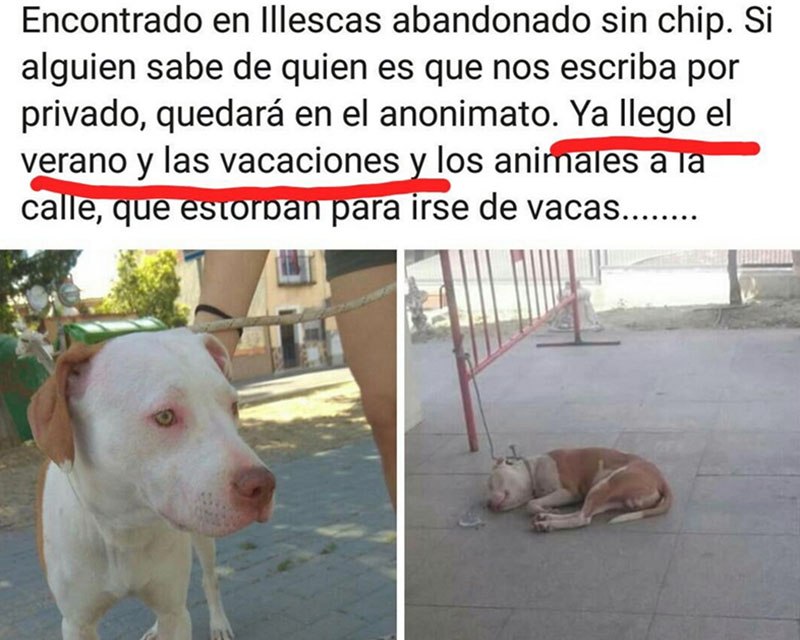 Chip para perros y el abandono Sin_tz21