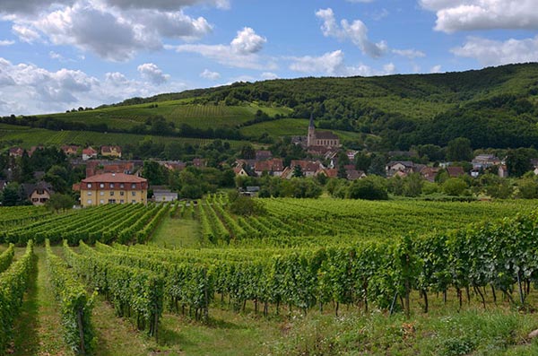 Thăm những vùng rượu nho trứ danh ở Pháp  Alsace11