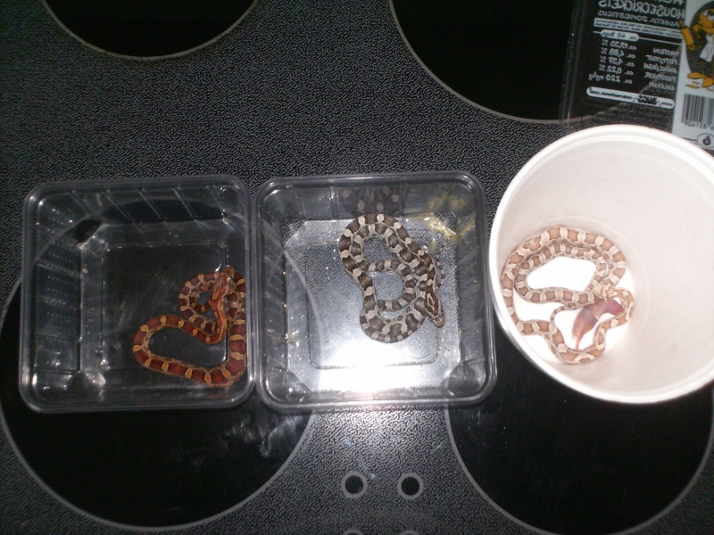 Voici mes serpents Zig-Zag,Newton & Kha Serpen36