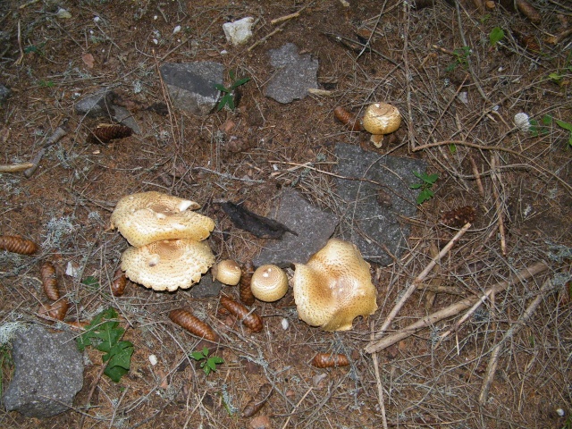 Funghi Lepiot10