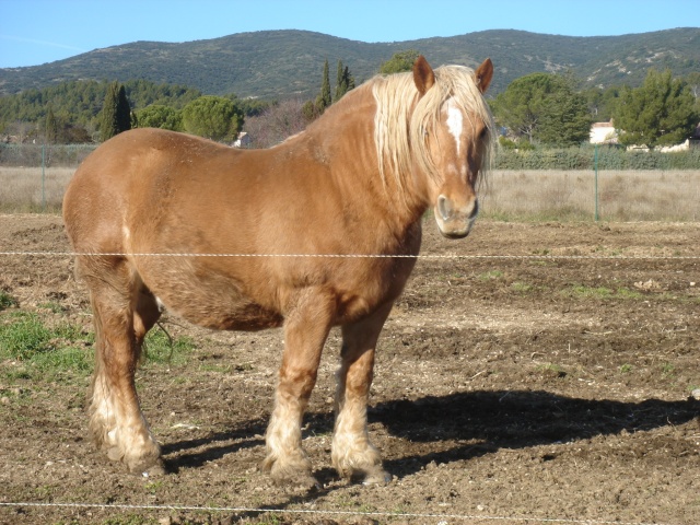 NOS AMIS LES CHEVAUX Dsc02610