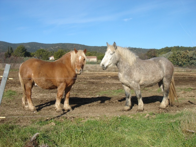 NOS AMIS LES CHEVAUX Dsc02711