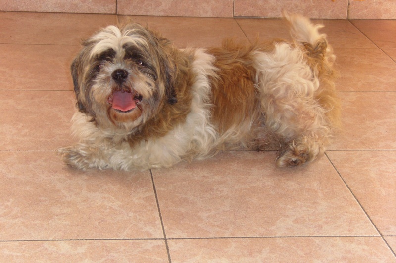 Nico4 adorable shi tzu, environ 5 ans Nico_a10