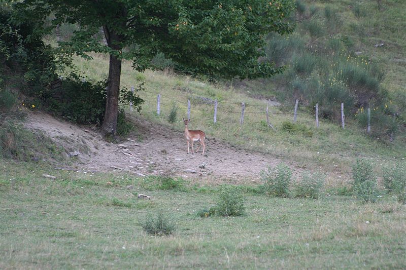 Caprioletti,cinghiali e lupacchiotti avvistati Daino10