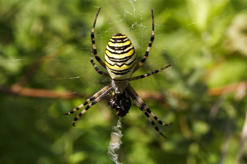 Argiope fasciata Dpp_0103