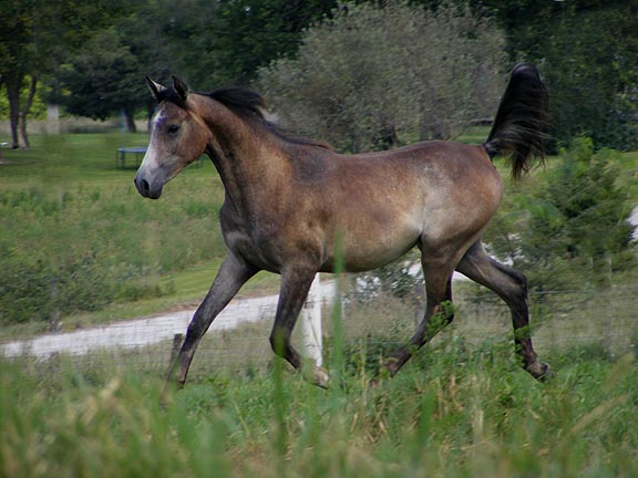 Okapi Arrives in heavy foal Novelt20