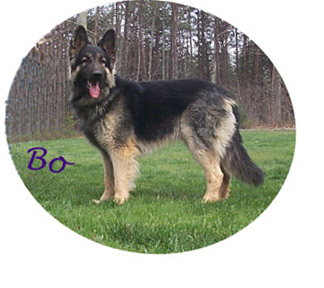 A Shiloh Shepherd Comes Smae24