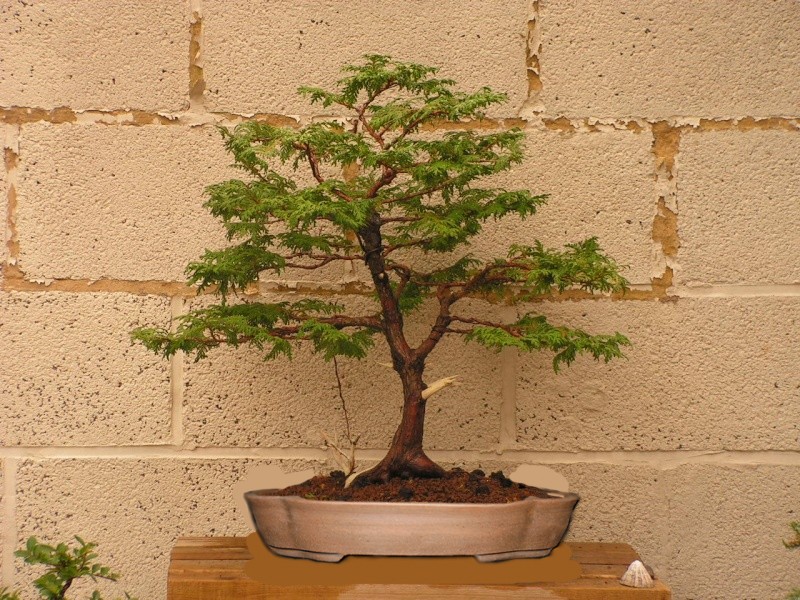 cypress bonsai 5 months on Pot_c10