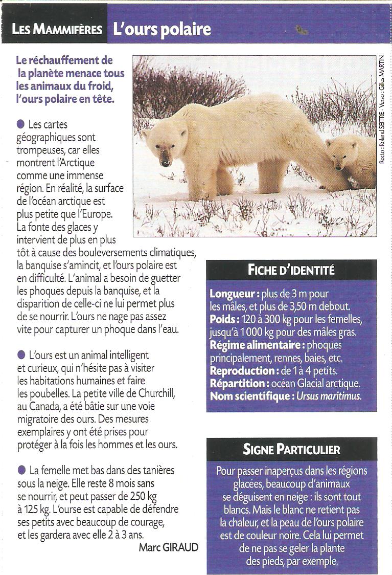 Ursus maritimus : l’ours polaire Fiche_11