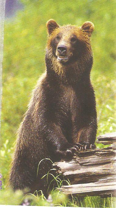 ·	Ursus arctos arctos : l’ours brun Ours_b11