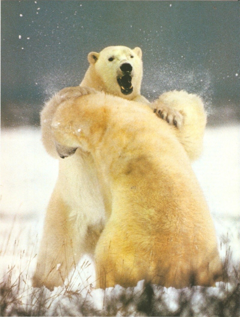 Menaces sur l'empire des ours sauvages (Terre sauvage N°33) Terre_20