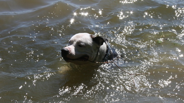 Caid et Campbelle dans l'eau Photo_21