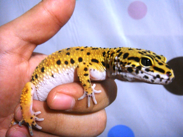 Gecko Pictures! Dsc01016