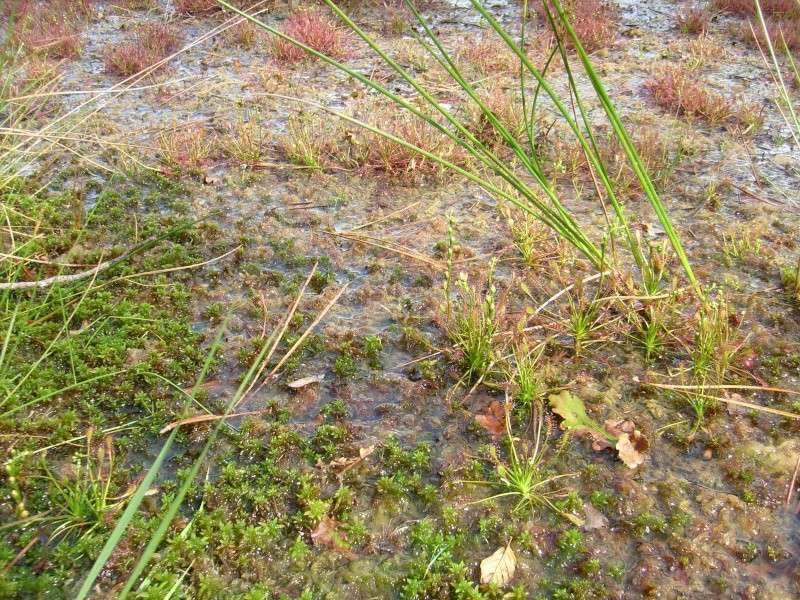 champ de Drosera intermedia S7300118