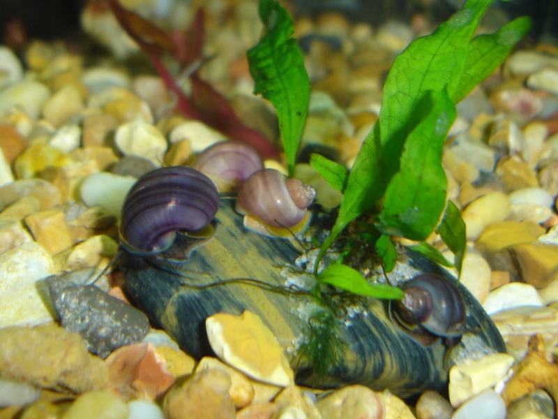 My snail babies and their tank Baby_s12