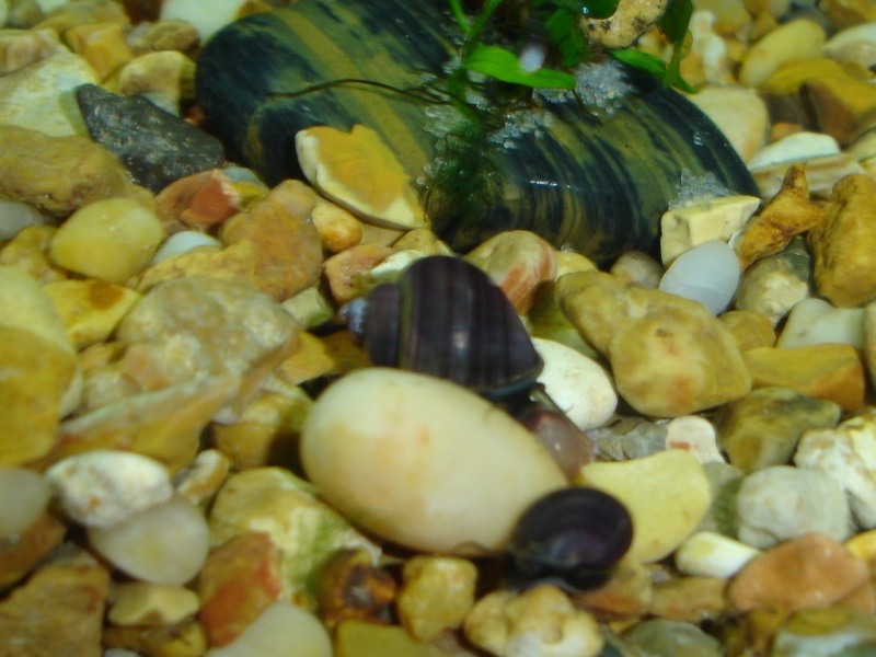 My snail babies and their tank Baby_s16