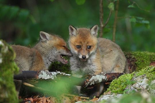 Belles photos d'animaux sauvages - Page 35 Fables10