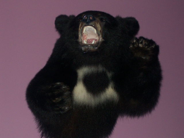Mon ours 2008 et celui de mon pere 101_0511