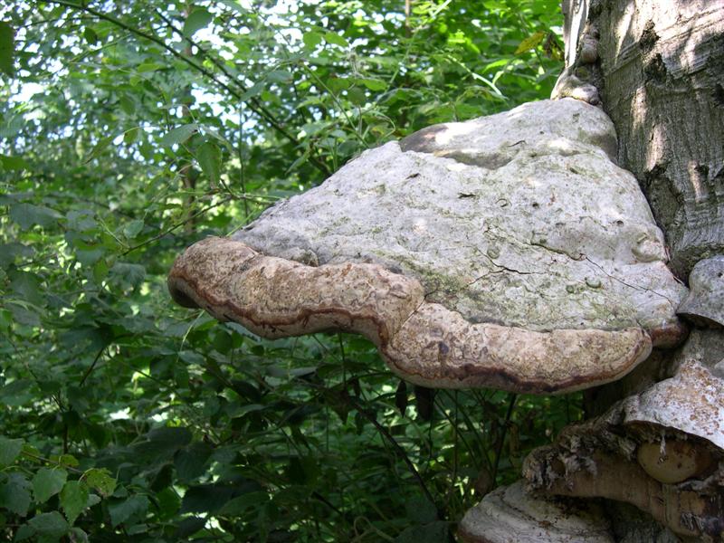 Une balade et ses découvertes Dscn4610