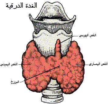 الشرح الكامل لجسم الانسان بالصور