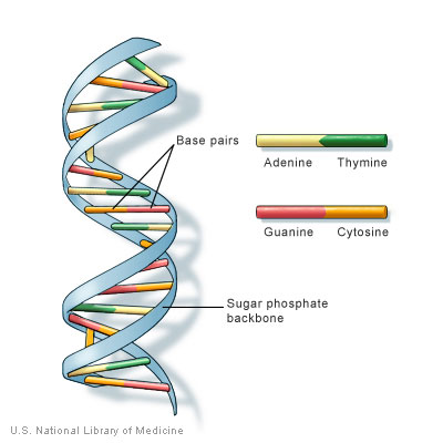 DNA and Evolution Dna10