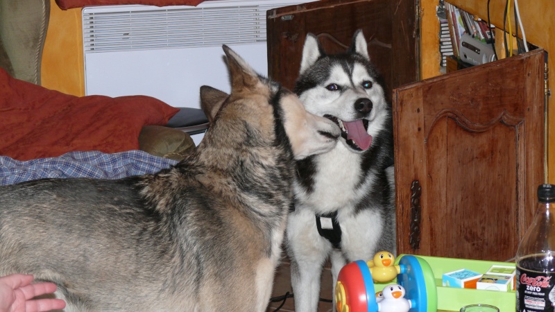 bandit - BANDIT, Husky mâle né en 2006 (Refuge d'Ormes 51) ADOPTE - Page 3 P1040310