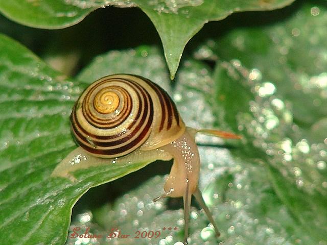 I Am a " Nature Photographer "  2**** - Page 5 Snail_23