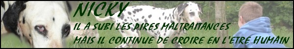 NICKY - dalmatien M - 12 ans - en FA dpt 77 - asso DalmaSF Banni128