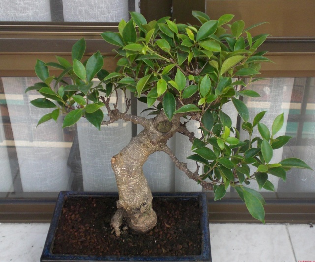 Novata Ficus10