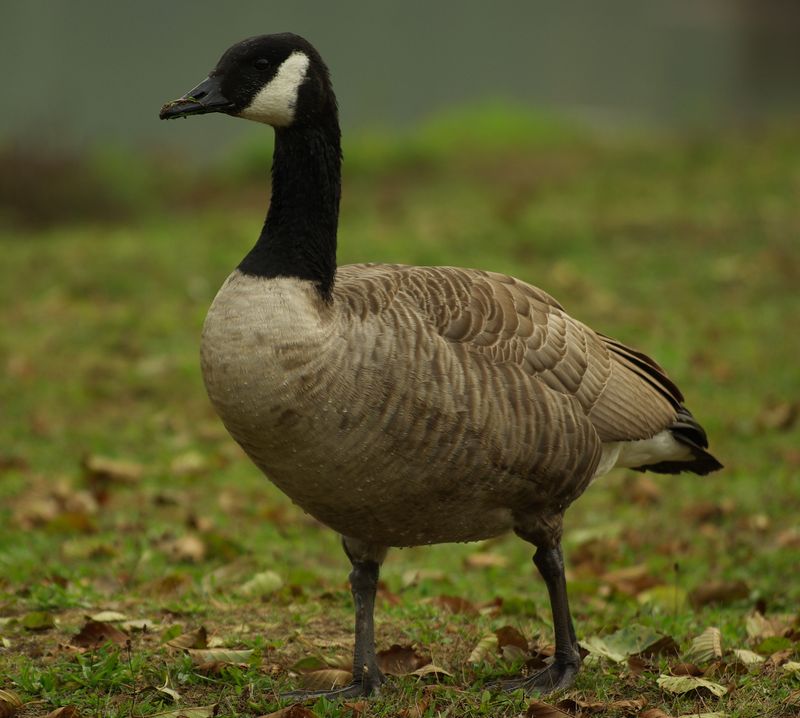 Bernache du Canada (Branta canadensis) Bernac11