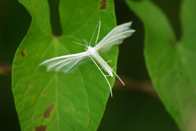 Ptérophore blanc (Pterophorus pentadactyla) Ptarop10