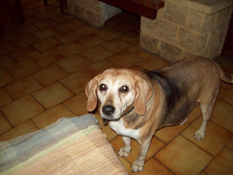 JANICE... X beagle, femelle, 9 ans  Janice16