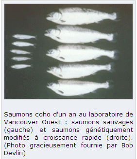 ¤ Les Animaux transgéniques Saumon10