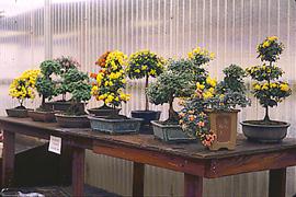 Advice needed for two Japanese Chrysanthemums Bonsai11