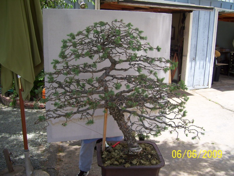 Big Italian Stone pine Two_ra21