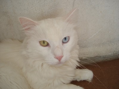 65486 Felix : Male 2 ans Felix10