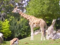 Zoo de Beauval Pict0415