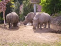Zoo de Beauval Pict0417