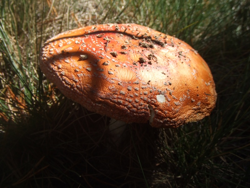 Les champignons de mon département Dscf7810