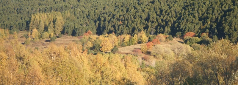 L'automne en montagne Dscf8010