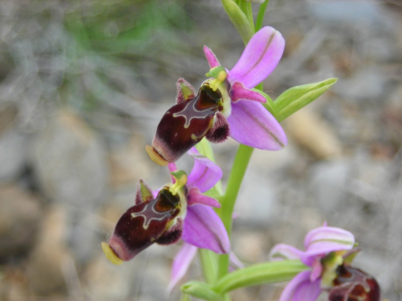 Quelques orchidées sauvages Dscn2210