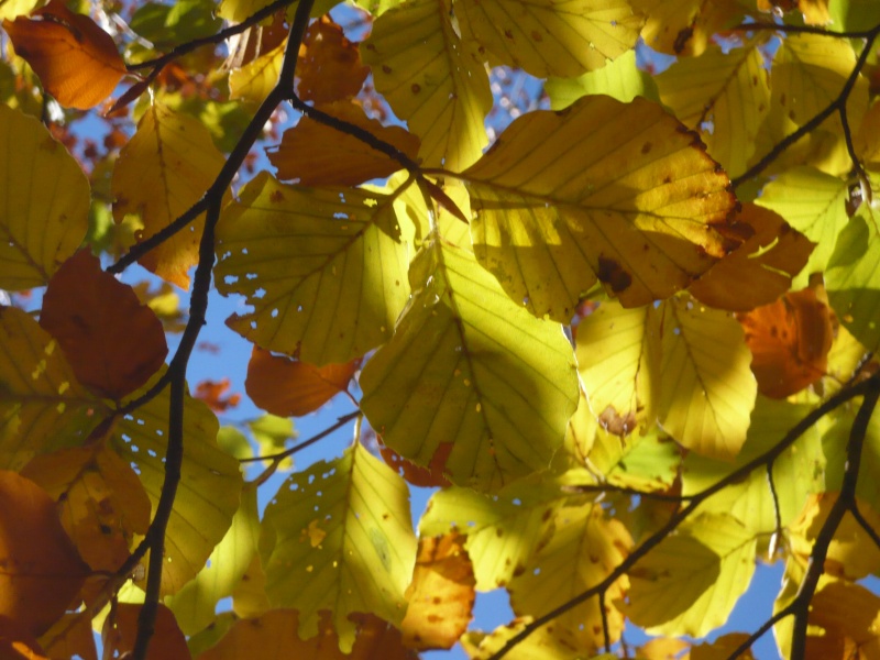 L'automne dans les Pyrénées Orientales L1080513