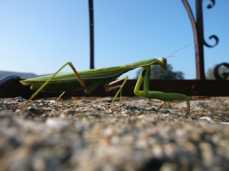 [Mantis religiosa] Mante religieuse L1160610