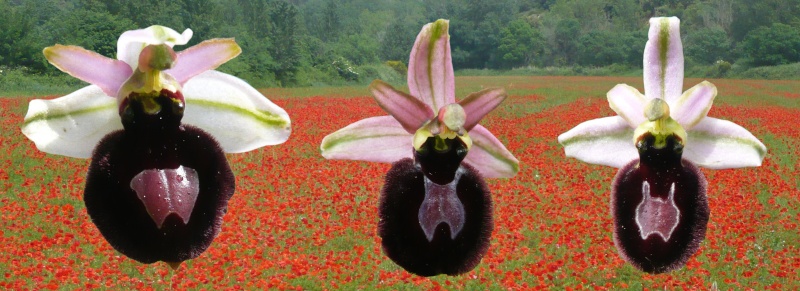 Quelques orchidées sauvages Magnif10
