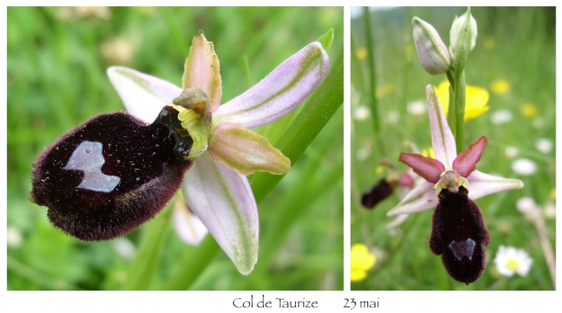 Ophrys magniflora Magnig10