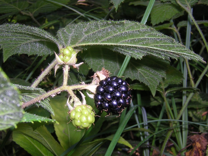 Les fruits d'été sauvages Mur_de10