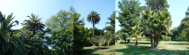 Jardin botanique de St Cyprien (66) Palmie10