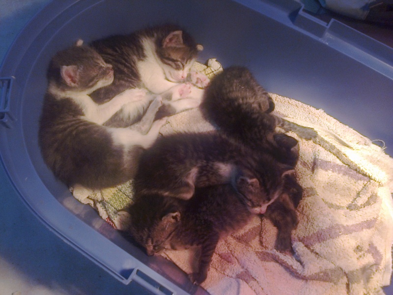 5 chatons de 5 semaines recherche fa apres leur sevrage Photo010